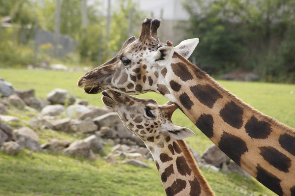 Rêver de girafe: Quelles significations?