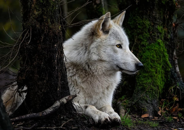 Animal Totem Loup : Tout ce qu’il faut savoir