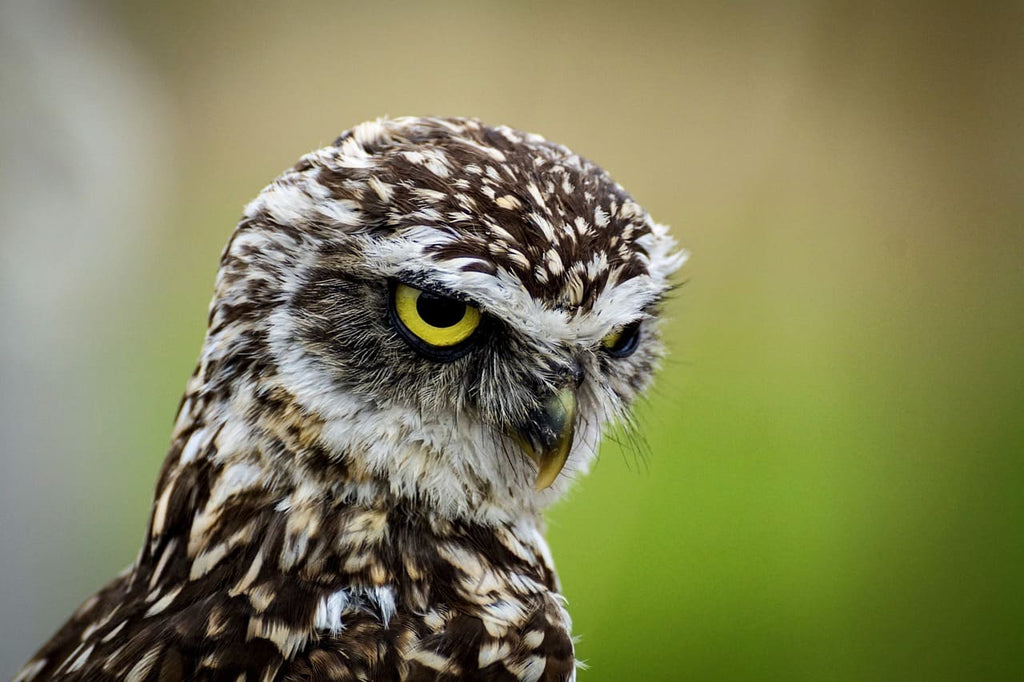 Animal-Totem Hibou : Tout ce qu’il faut savoir