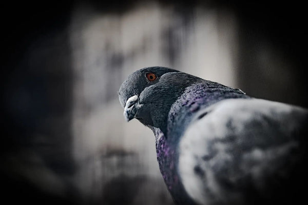 Rêver de pigeon : Quelles significations ?