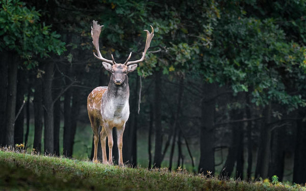 Rêver de cerf : Quelles significations ?