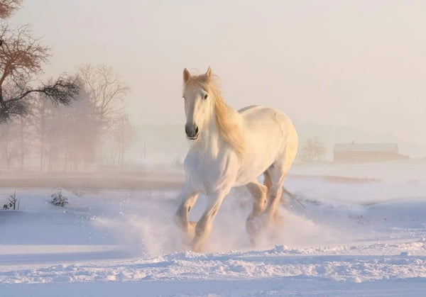 Rêver de cheval: Quelles significations?