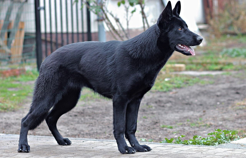 Rêver de chien noir : Quelles significations ?
