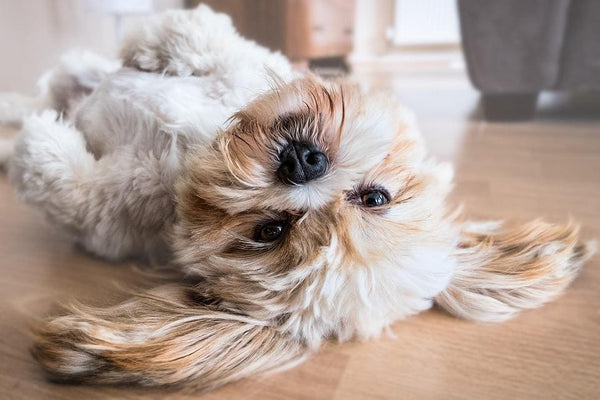 Rêver de chien: Quelles significations?