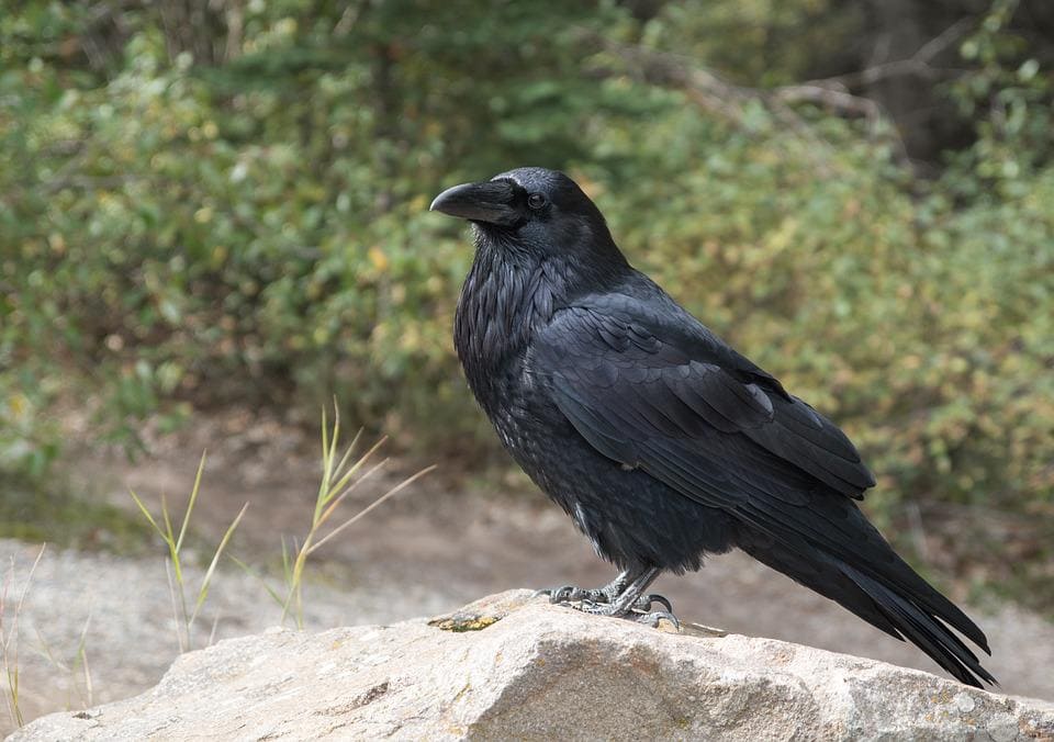 Rêver de corbeau: Quelles significations?