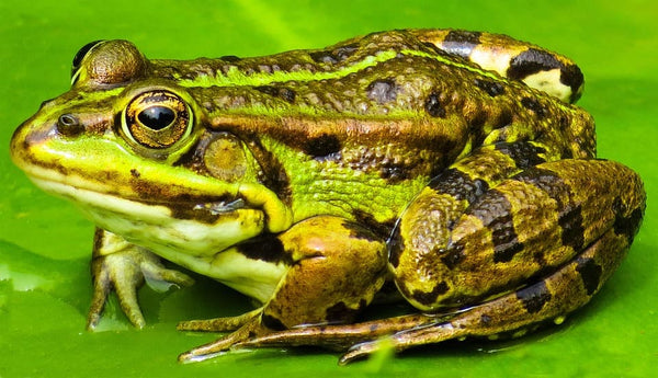 Rêver de crapaud : Quelles significations ?