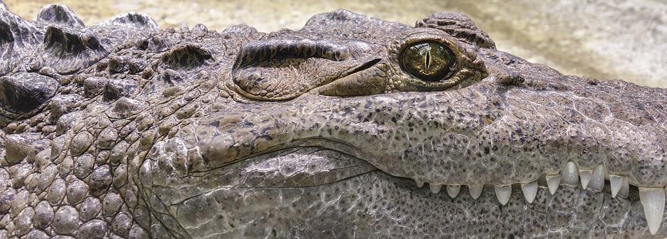 Rêver de crocodile: Quelles significations?