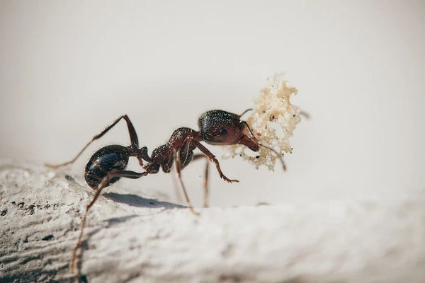 Rêver de fourmis: Quelles significations?