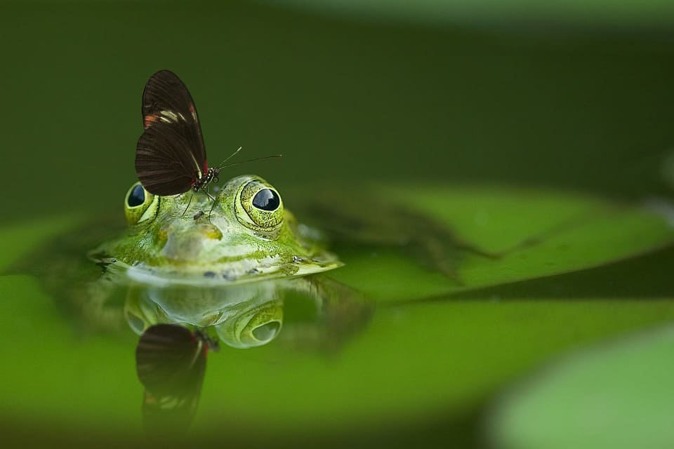 Rêver de grenouille: Quelles significations?