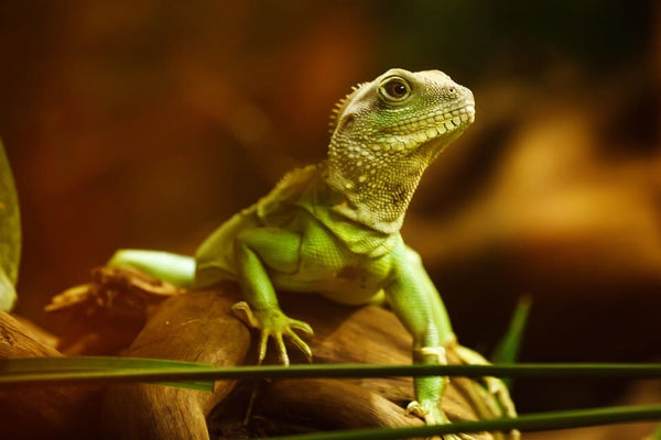 Rêver de lézard: Quelles significations?