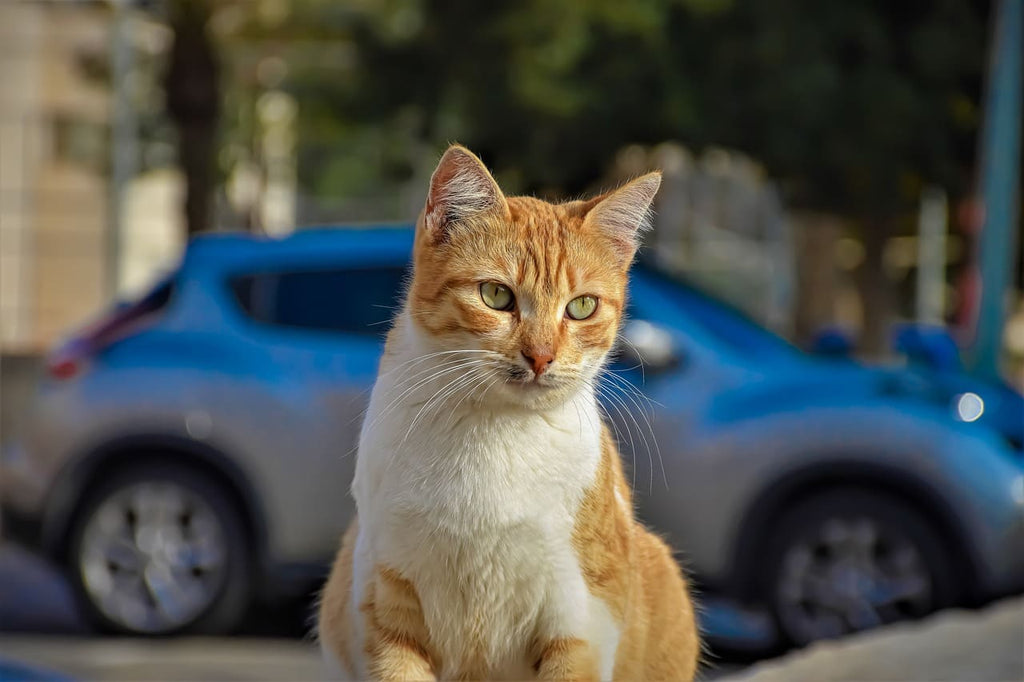 Rêver de se faire mordre par un chat : Quelles significations ?