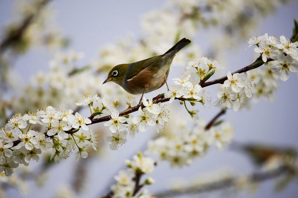 Rêver d’oiseau : Quelles significations ?