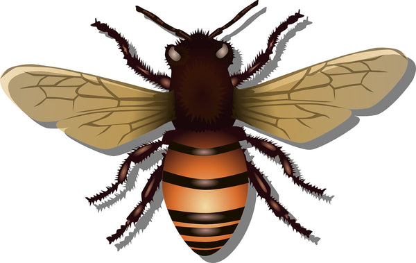 Rêver de se faire piquer par une abeille : Quelles significations ?