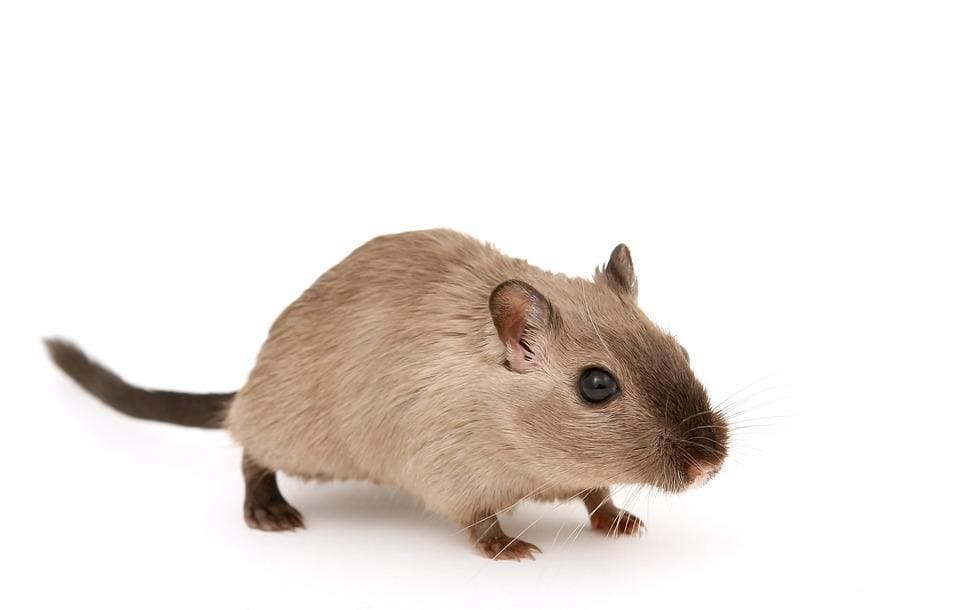 Rêver de rat: Quelles significations?