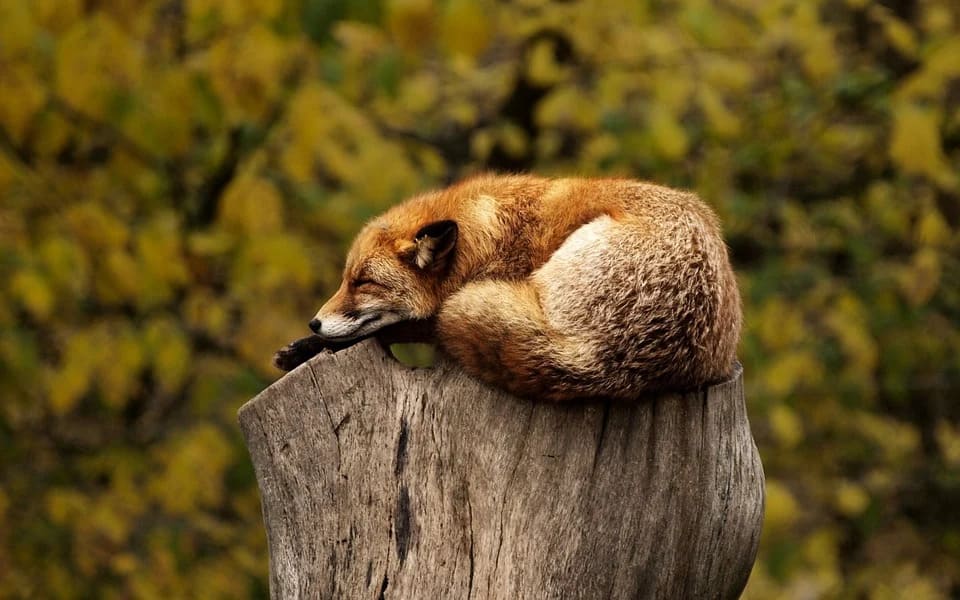 Rêver de renard: Quelles significations?
