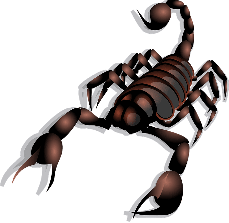 Rêver de scorpion: Quelles significations?