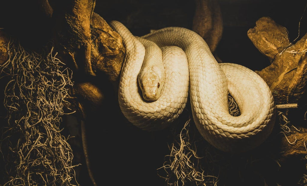Rêver d'un serpent qui attaque: Quelles significations
