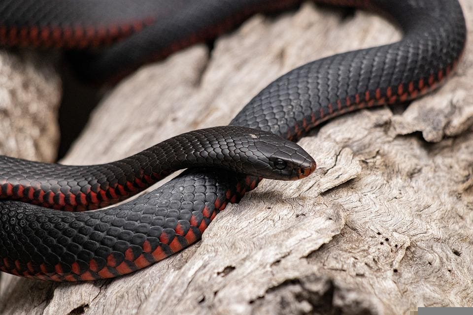 Rêver de serpent noir: Quelles significations?