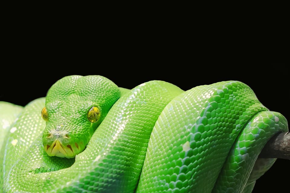 Rêver de serpent vert: Quelles significations?