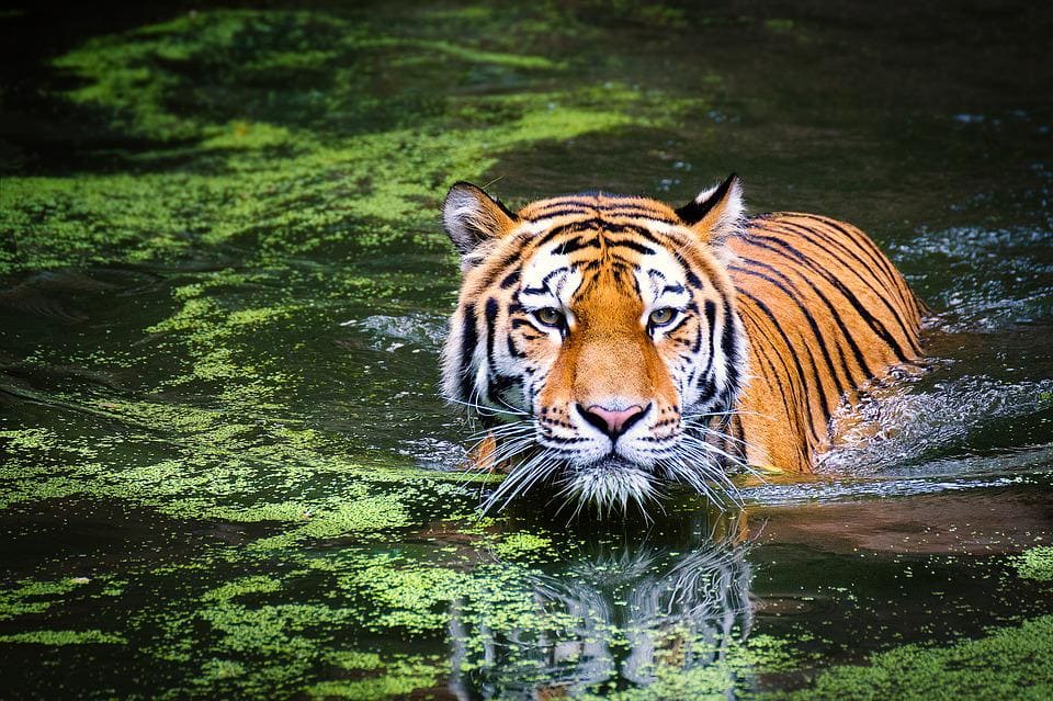 Rêver de tigre: Quelles significations?