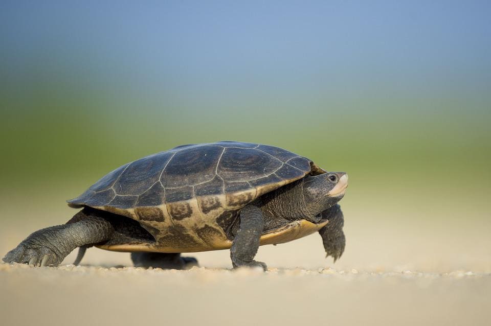 Rêver de tortues: Quelles significations?