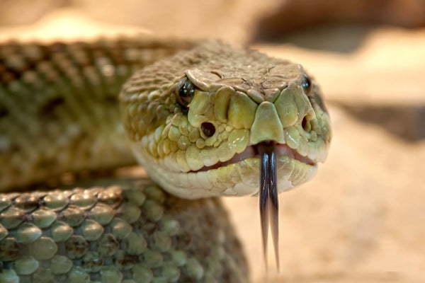 Rêver de tuer un serpent : Quelles significations ?