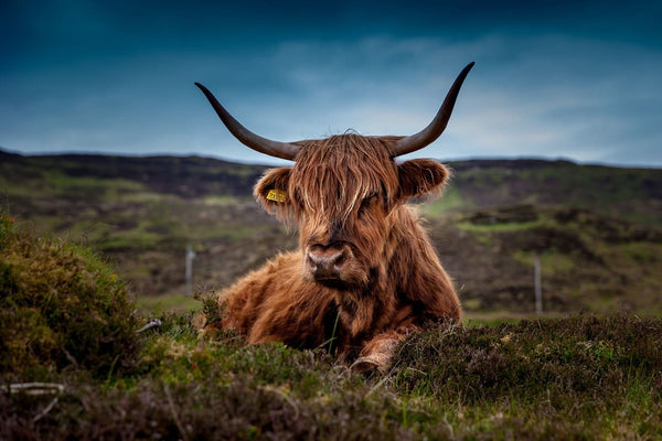 Rêver de vache : Quelles significations