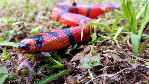 Rêver de serpent rouge : Quelles significations ?